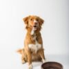 brown and white long coated dog sitting on brown wooden round table