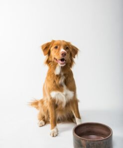brown and white long coated dog sitting on brown wooden round table
